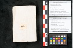 Foto (Objekt + Etikett) von Glyptostrobus europaeus Brongniarti (NHMW-GEO-2024-0188-8194b)